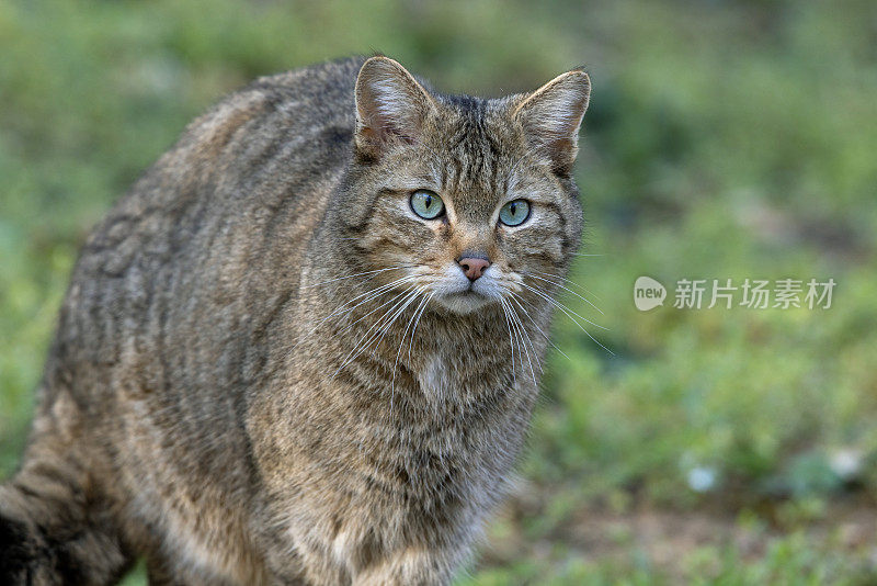 欧洲野猫(Felis silverstris)